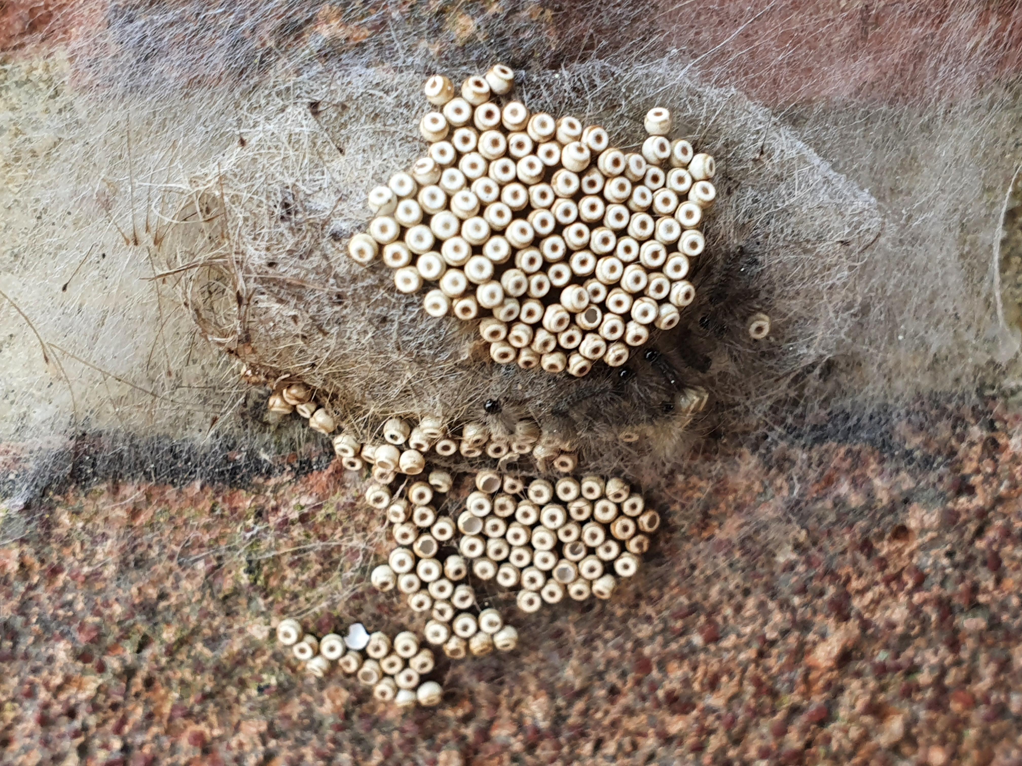 What do spider eggs look outlet like